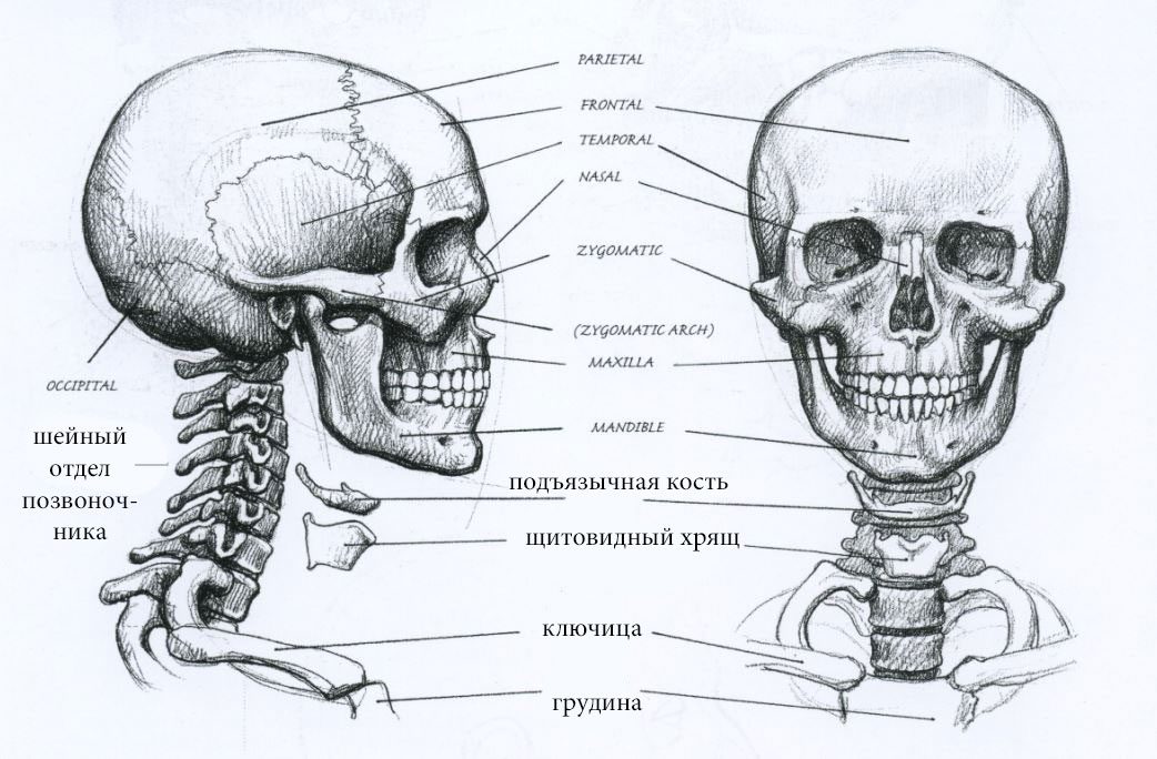 Анатомия человека