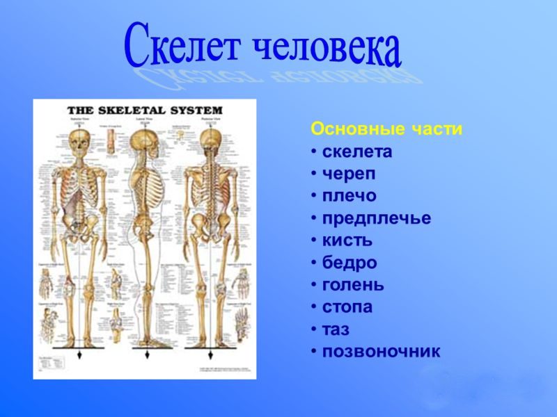 Основные части скелета