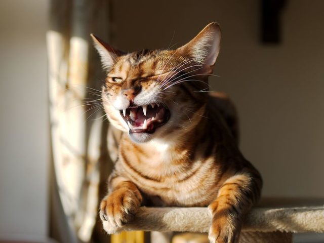 Нужно ли чистить зубы котам и кошкам? Как правильно и часто чистить зубы коту и кошке в домашних условиях: советы. Какой зубной пастой и щеткой почистить зубы кошке? Как приучить котенка чистить зубы? Какие косточки давать кошкам для чистки зубов?