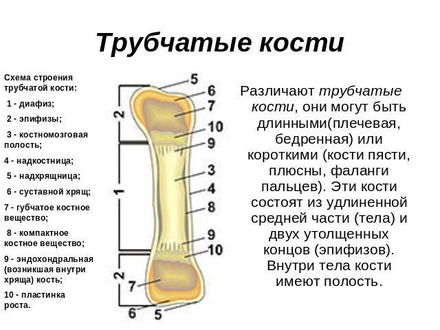 Трубчатые кости