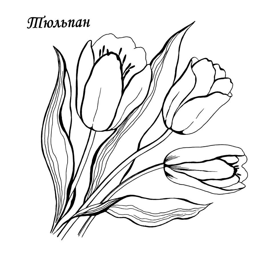 Шаблоны тюльпанов