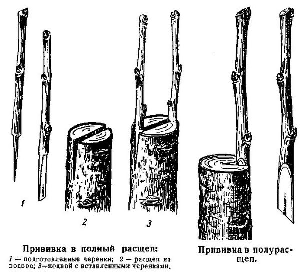 Размножение