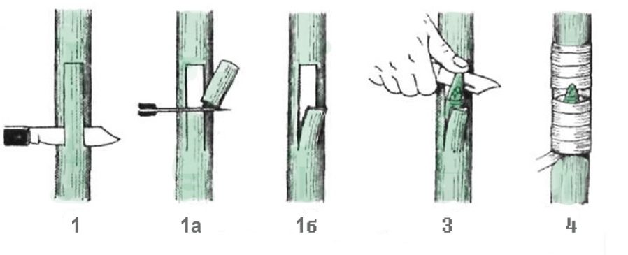 Окулировка