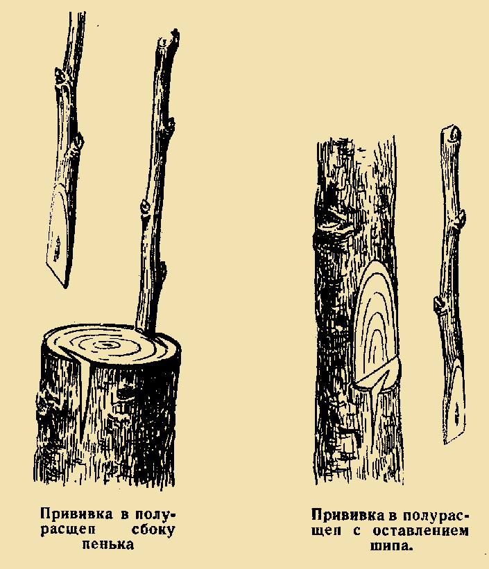 Прививка в пенек