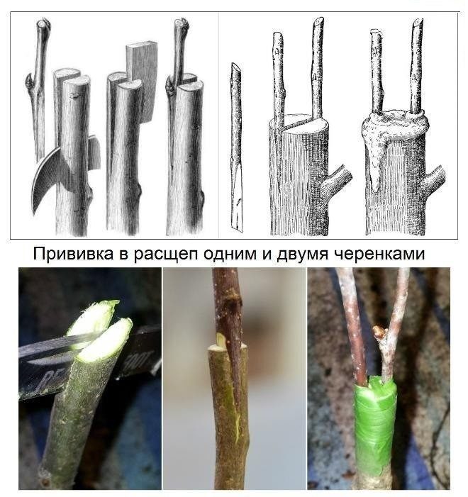 Прививка яблонь