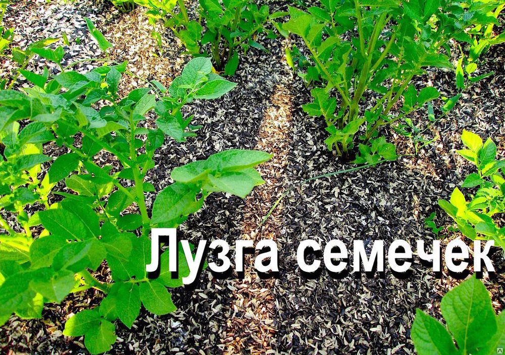Мульчирование и разрыхление почвы с помощью шелухи