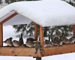 Как сделать кормушку для птиц своими руками: идеи, мастер-классы, фото. Как сделать кормушку для птиц из дерева, картонной коробки, жестяной банки, жестяной коробки из-под печенья, из старой посуды? Как сделать полностью съедобную зерновую кормушку для птиц?