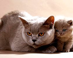 Чем отличаются британские коты, кошки, котята от шотландских по внешности, характеру, кодировке, привычкам: сравнение, разница, отличие, фото. Кого из котов, кошек, котят лучше завести, кто из них дороже, умнее, крупнее, ласковее, добрее: британец или шотландец?
