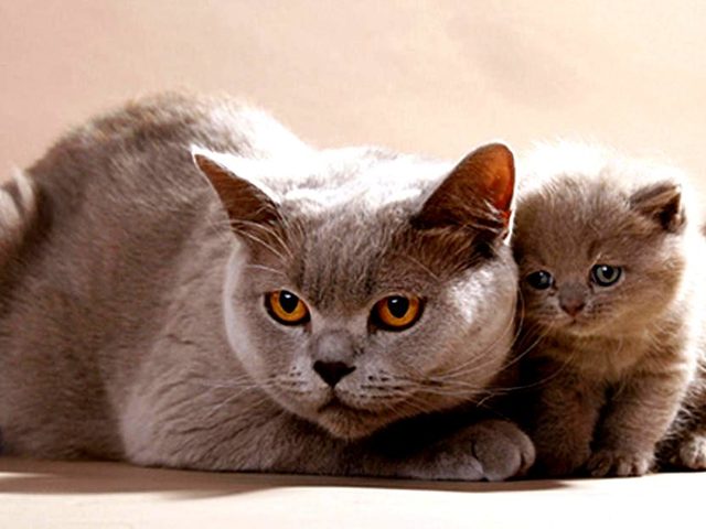Чем отличаются британские коты, кошки, котята от шотландских по внешности, характеру, кодировке, привычкам: сравнение, разница, отличие, фото. Кого из котов, кошек, котят лучше завести, кто из них дороже, умнее, крупнее, ласковее, добрее: британец или шотландец?