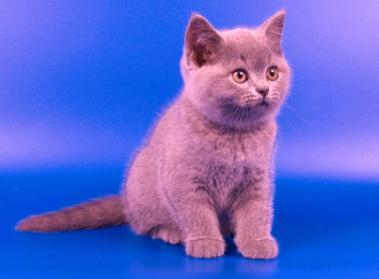 Котенок породы британская короткошерстная