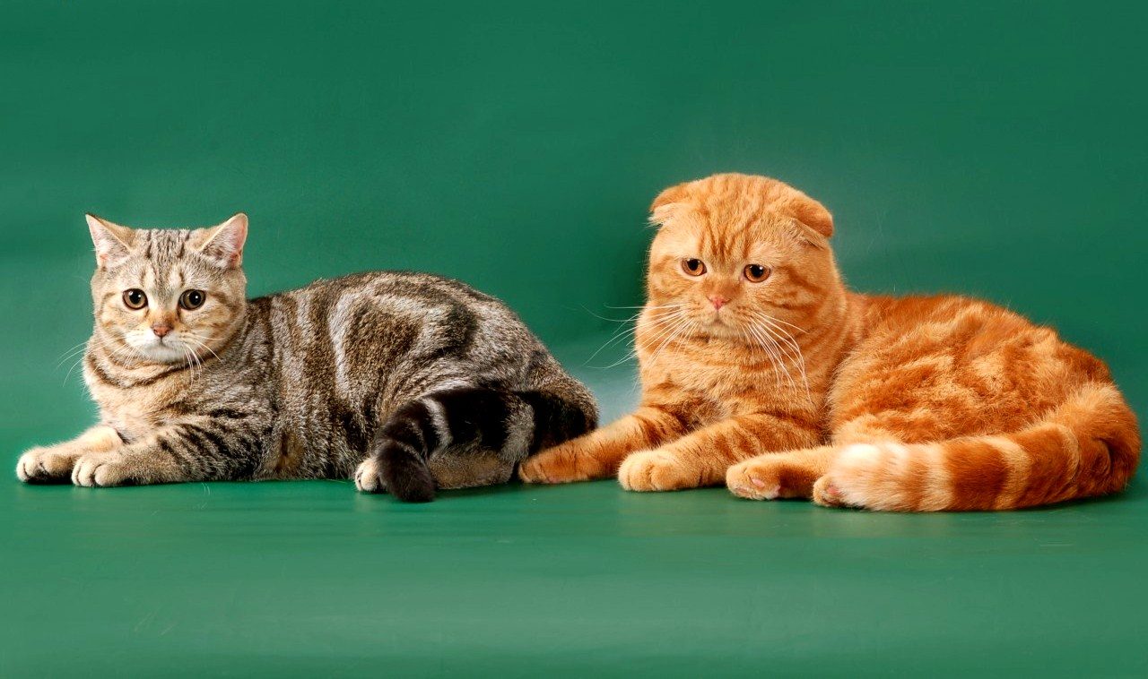 Кошка - скоттиш-страйт, кот - скоттиш-фолд с буквой "м" на лбу
