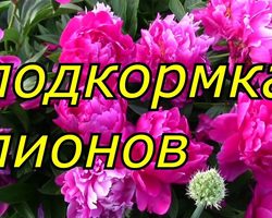 Чем подкормить пионы после зимы ранней весной, до цветения в период бутонизации, после цветения в июле, августе для более пышного цветения? Удобрения и народные средства для подкормки пионов весной, летом и осенью: список и применение
