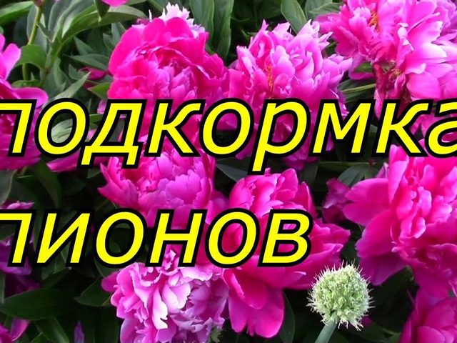 Чем подкормить пионы после зимы ранней весной, до цветения в период бутонизации, после цветения в июле, августе для более пышного цветения? Удобрения и народные средства для подкормки пионов весной, летом и осенью: список и применение