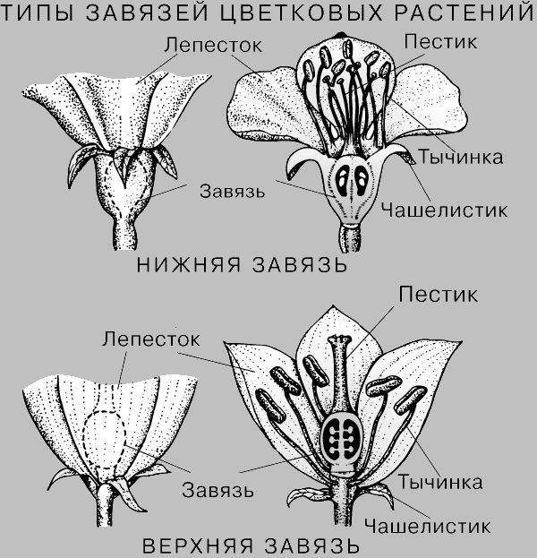 Нижняя, верхняя завязь