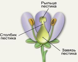 Что такое завязь у растений в биологии: определение кратко, виды завязей. Как образуется завязь у растений, что содержит завязь цветка? Что такое верхняя завязь у растений?