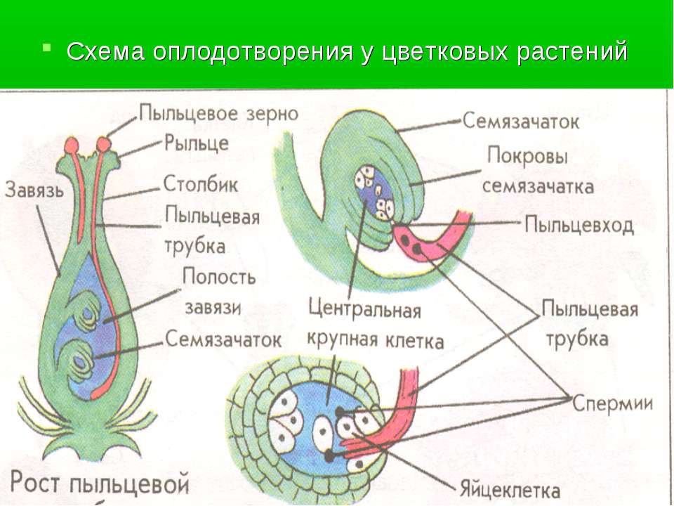 Схема оплодотворения