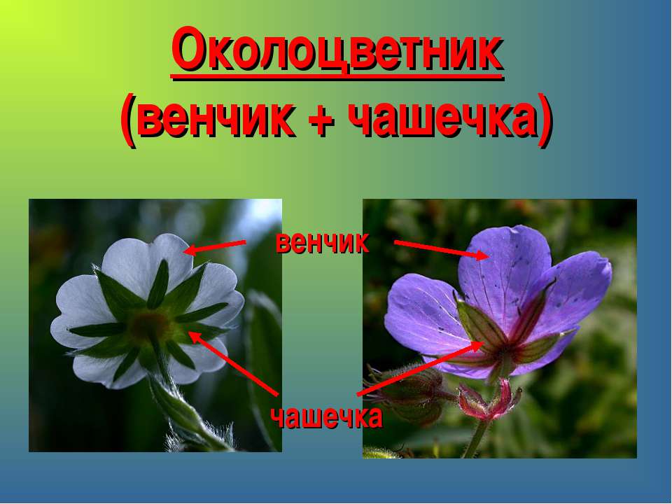 У насекомоопыляемых растений яркие околоцетники (привлекают опылителей)
