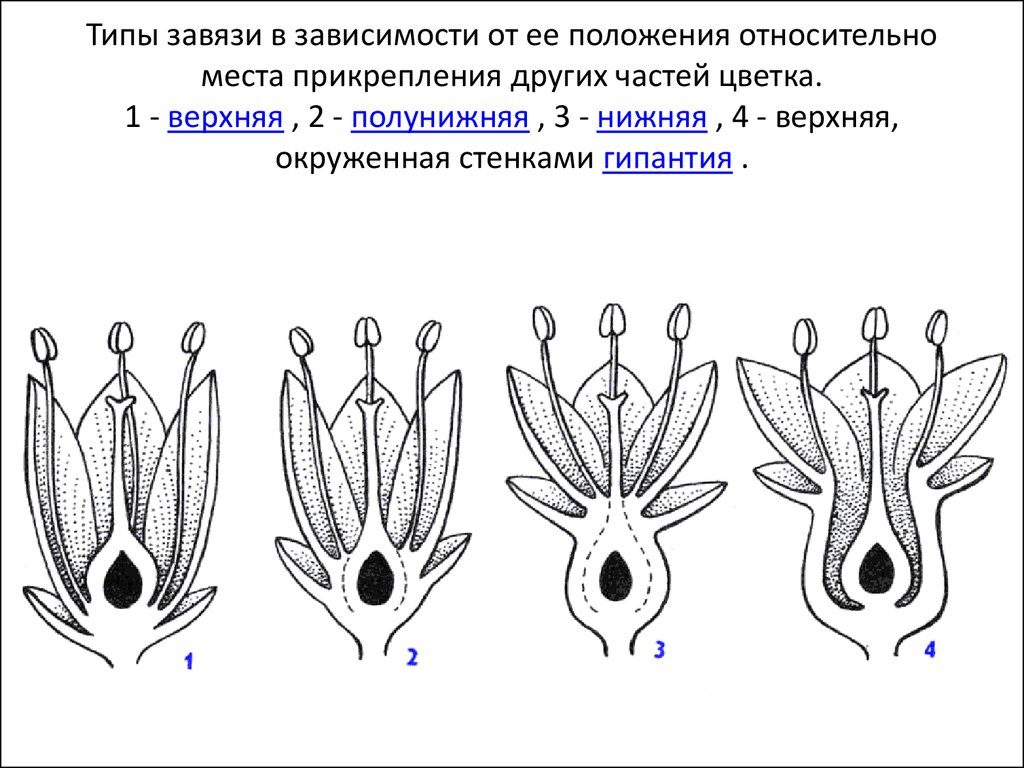Какие бывают типы завязи?