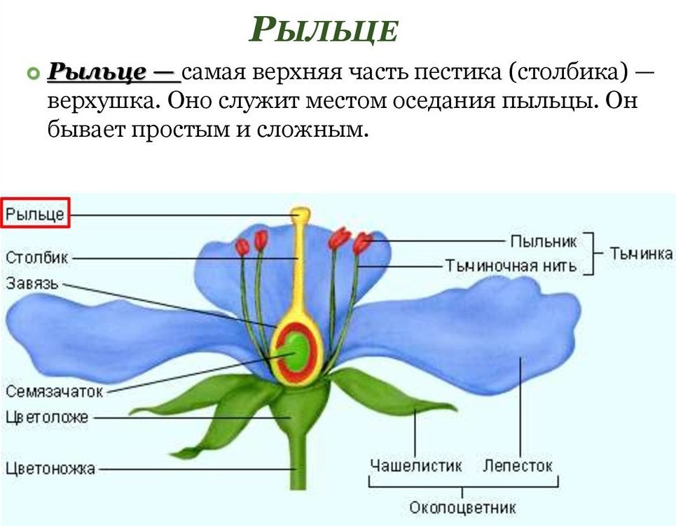Расположение завязи