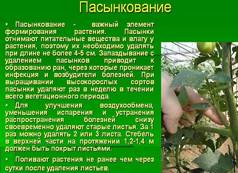 Польза пасынкования томатов