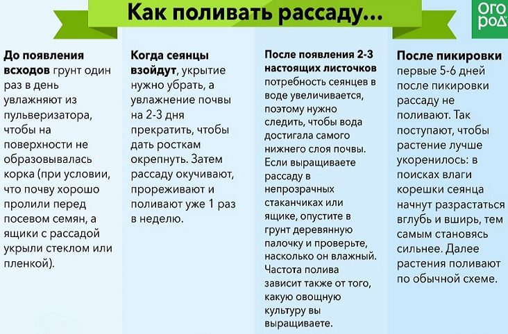 Полив рассады