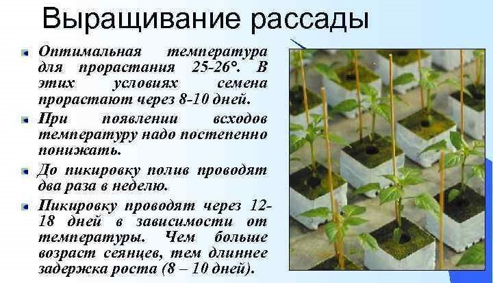 Выращивание рассады помидоров