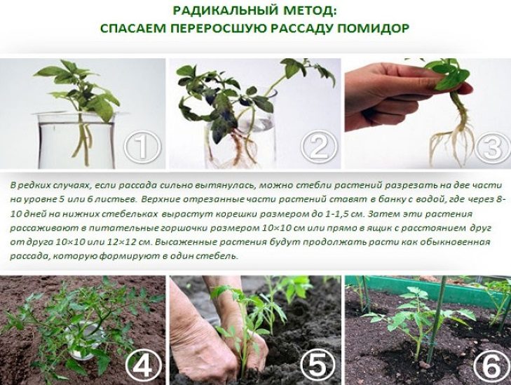 Как спасти переросшую рассаду