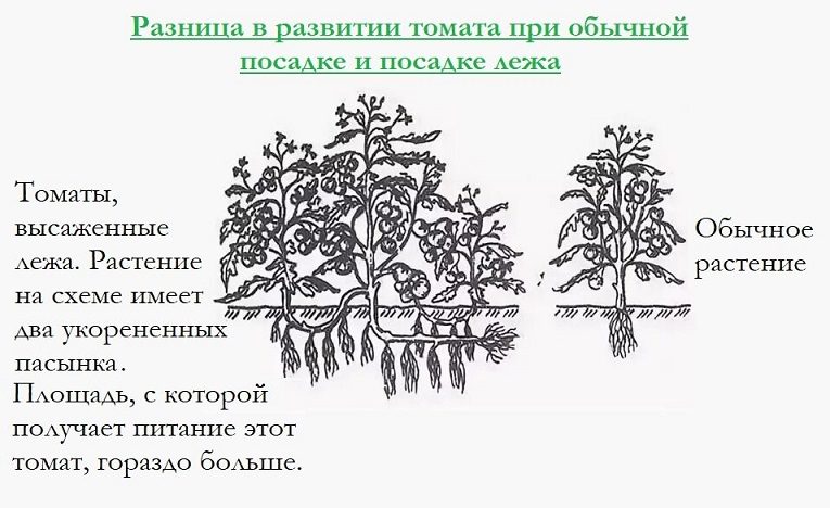 Вариант посадки томатов лежа