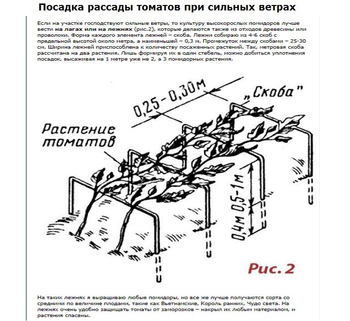 Посадка рассады помидоров при сильных ветрах на участке