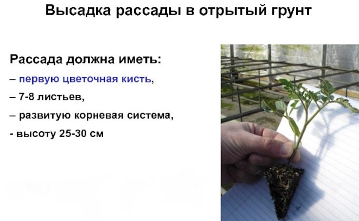 Какой должна быть рассада для высадки в грунт