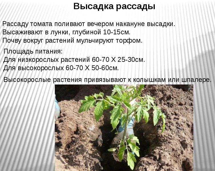 Высадка рассады в лунки