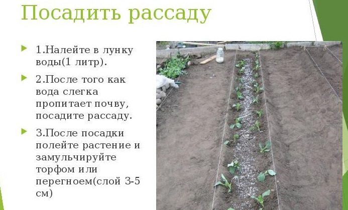 Как правильно посадить рассаду томатов