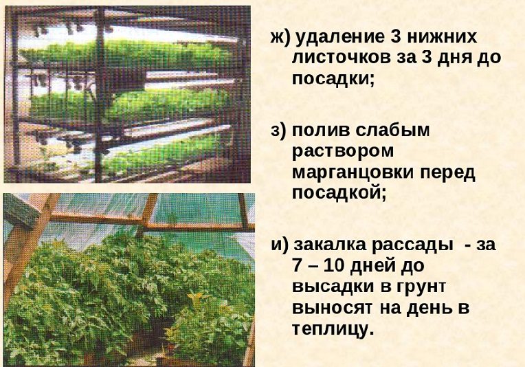 Подготовка рассады томатов к высадке в грунт