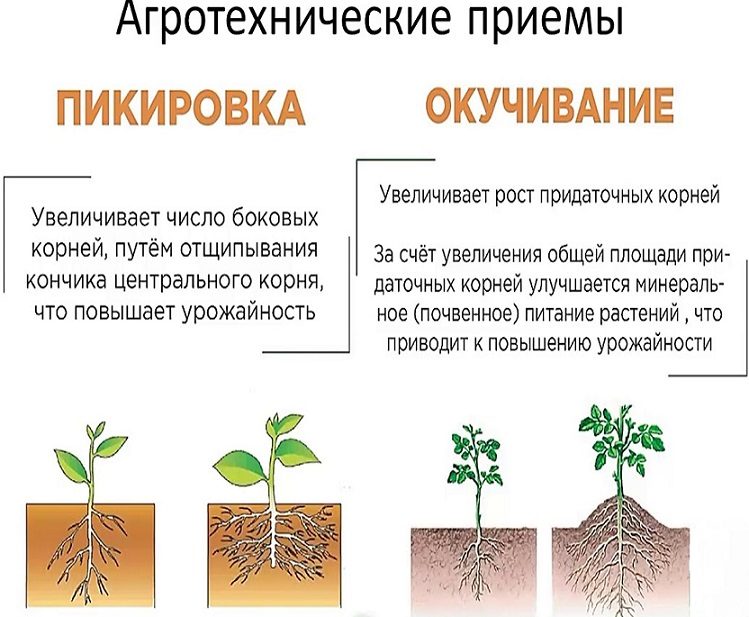Агротехнические приемы при посадке рассады томатов в грунт