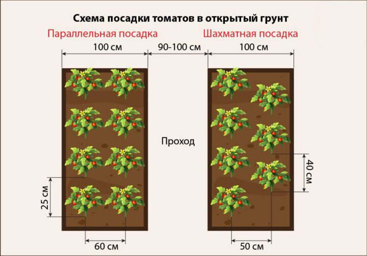 Схема посадки томатов в открытый грунт