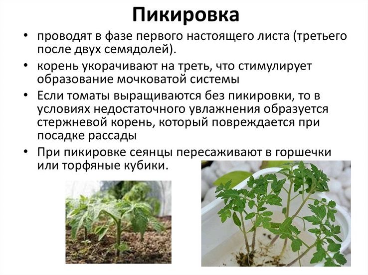 Пикировка рассады томатов