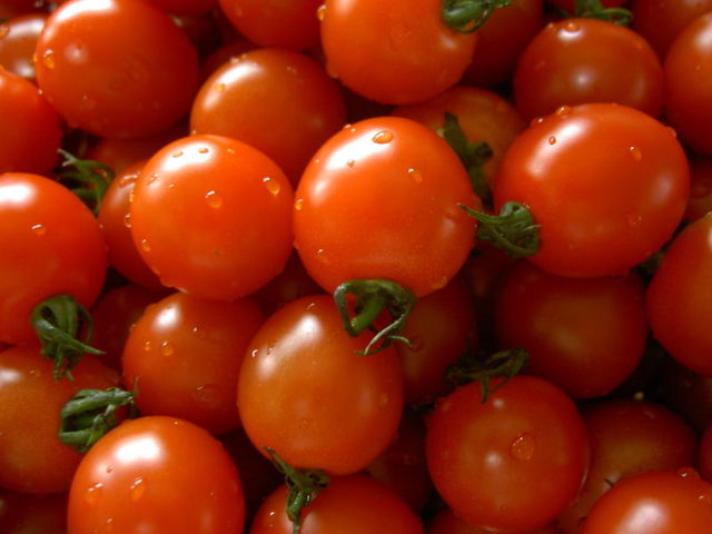 Почему трескаются помидоры в теплице и открытом грунте при созревании: причины. Что нужно сделать, чтобы помидоры не лопались на кустах: комплекс мер, советы