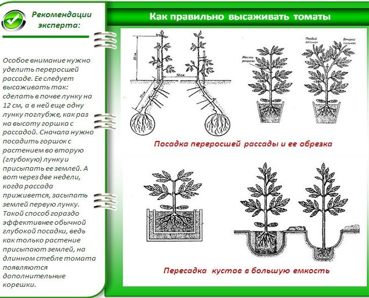 Правила высадки переросшей рассады томатов