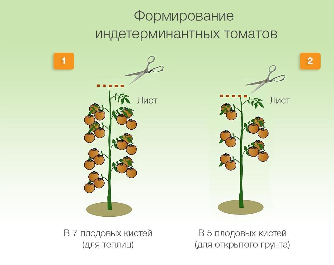 Индетерминантные кусты
