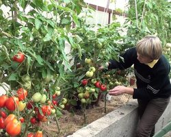 Как правильно формировать кусты помидоров высокие и низкие в теплице и открытом грунте в один стебель, два, три стебля: схема, советы. Что будет, если помидоры не формировать? Когда нужно формировать помидоры?