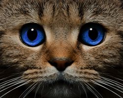 Как определить, посчитать возраст кошки, кота по человеческим меркам: расчет, таблица возраста кошек и человека. Сколько лет живут кошки, коты по человеческим меркам? Как определить биологический возраст кошки, кота? Кошки долгожители: рекорды, породы
