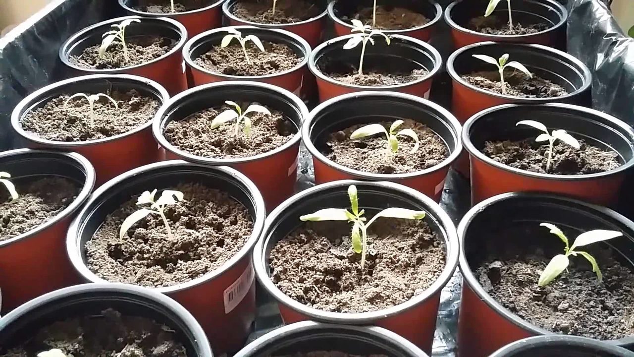 Стаканы для пикированных помидор