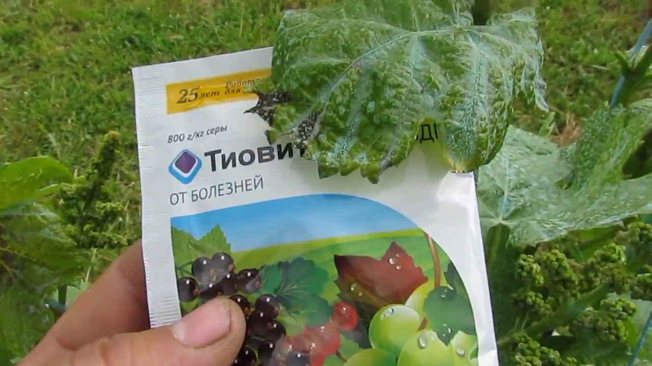 Обработать весной