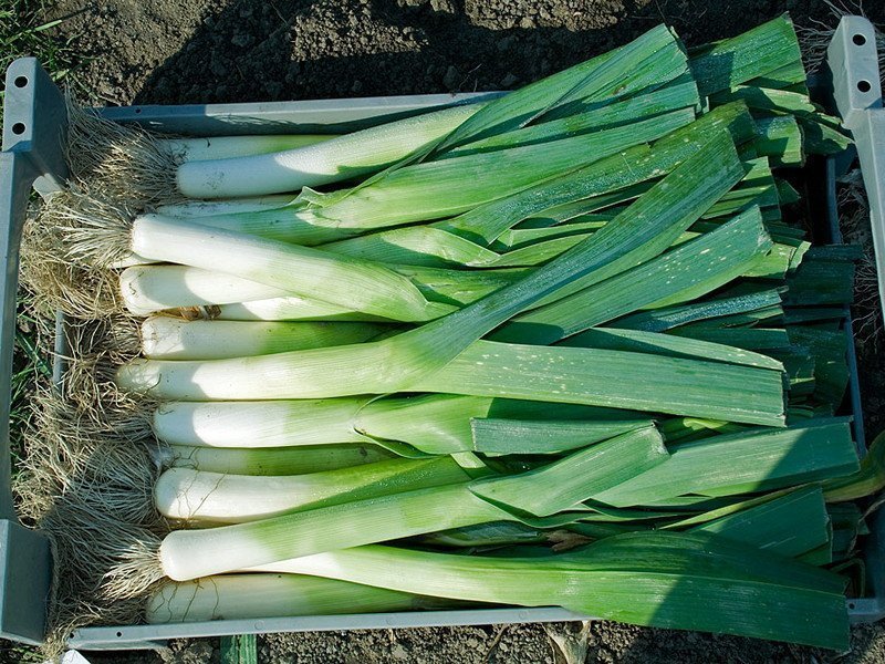 Лук латук