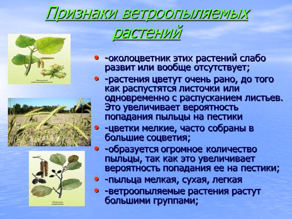 Признаки ветроопыляемых растений