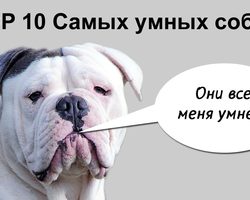 Топ-10 самых умных и преданных собак в мире из маленьких, средних и больших пород и пород для содержания в квартире: породы с фотографиями и названиями. Какая порода собак самая умная и преданная: рейтинг