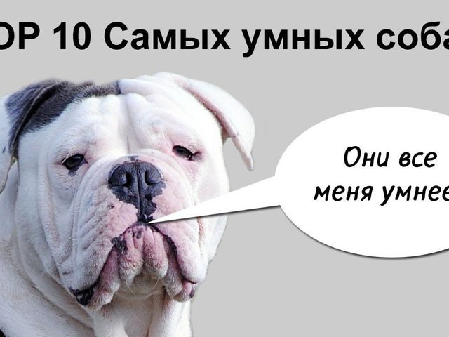 Топ-10 самых умных и преданных собак в мире из маленьких, средних и больших пород и пород для содержания в квартире: породы с фотографиями и названиями. Какая порода собак самая умная и преданная: рейтинг