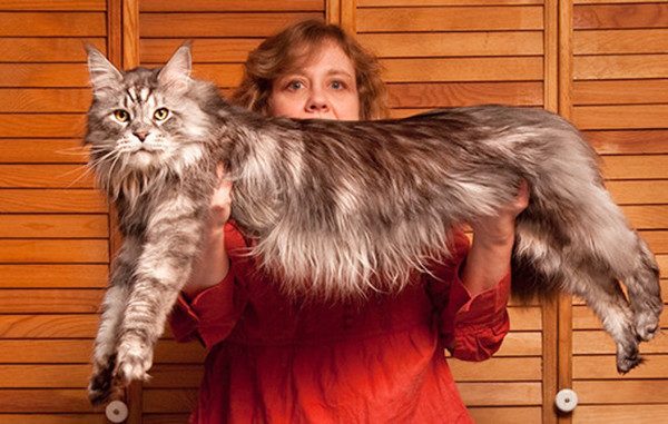 Самый длинный кот