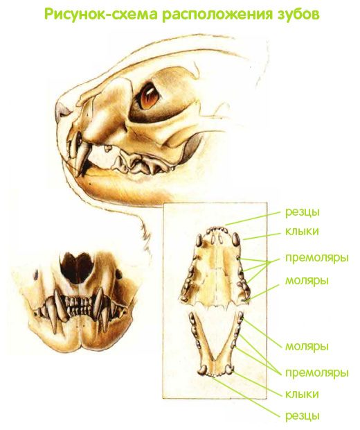 Зубы кошки