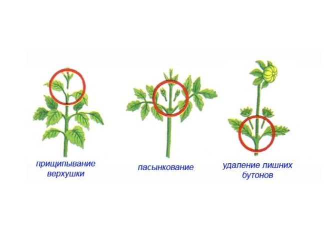 Схема прищипывания цветков